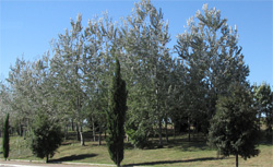 parco delle sabine Roma